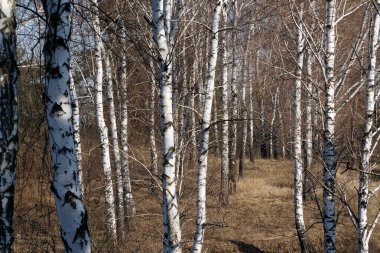 Güneşli bir huş Grove erken baharda güzel beyaz huş ağacı