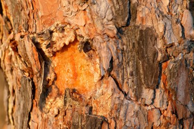 Eski çam ağacı doku organik kabuğu görünümünü kapatın. Doğa ahşap arka plan. 