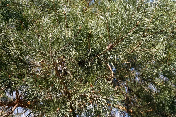 Hermosas Perennes Ramas Pino Fondo Naturaleza — Foto de Stock