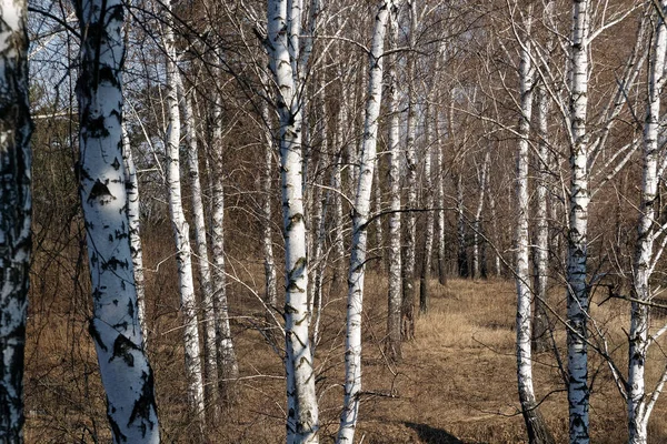 Güneşli bir huş Grove erken baharda güzel beyaz huş ağacı