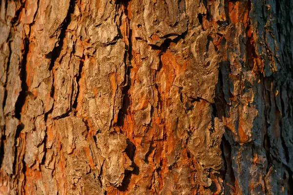 Close View Organic Bark Old Pine Tree Texture Nature Wood — Stock Photo, Image
