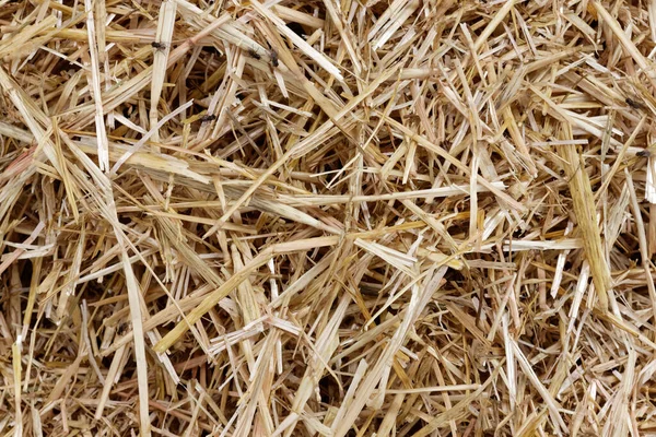 Straw surface. Straw pack texture. Stack of straw texture image. Dry stems photo backdrop. Dry stalks of cereal plants background. Dry stems of cereals in sunny day