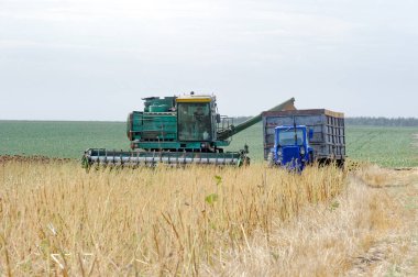 Sonbaharda hasat zamanı hasat aracına ayçiçeği tohumu yükler.