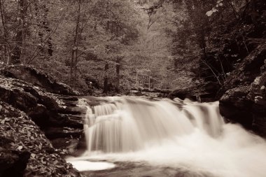 Ormandaki tek renkli şelaleler 