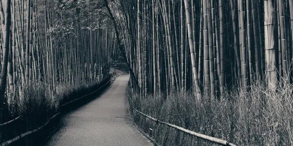 Bamboo Grove in Arashiyama — Stock Photo, Image