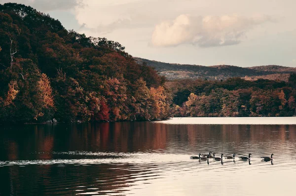 Herbst buntes Laub — Stockfoto