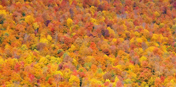 Bunte Laub Hintergrund — Stockfoto