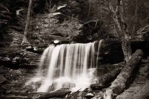 Doğal orman şelaleler