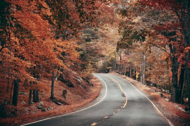 Ormanda sonbahar yaprakları ve yol