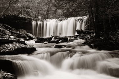 Vahşi orman şelale