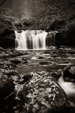 Vahşi orman şelale