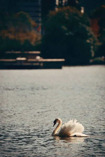 Labuť, koupání v rybníku v parku — Stock fotografie