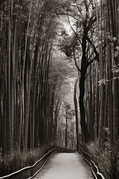 Bambu grove i japan — Stockfoto