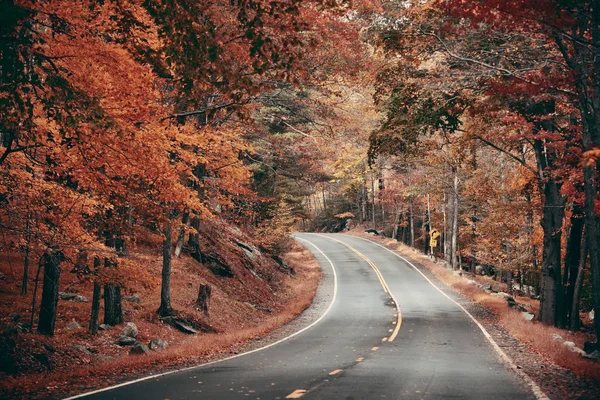 Herfstblad in bos met weg — Stockfoto