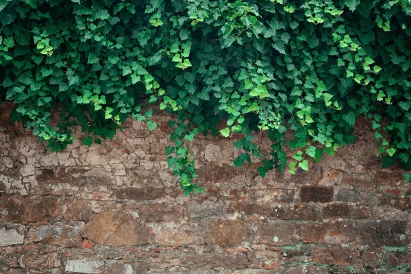 Zeď s rostlinou — Stock fotografie