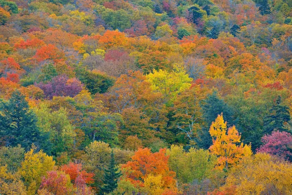 Herbst Wald Hintergrund — Stockfoto