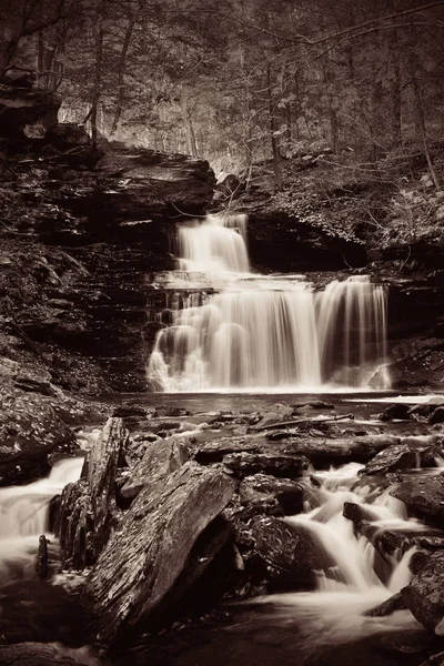 Cascadas en bosques en tono blanco y negro —  Fotos de Stock