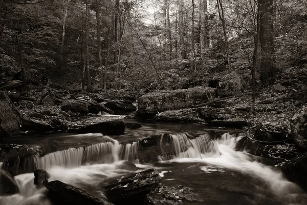 Cascadas en bosques en tono blanco y negro —  Fotos de Stock