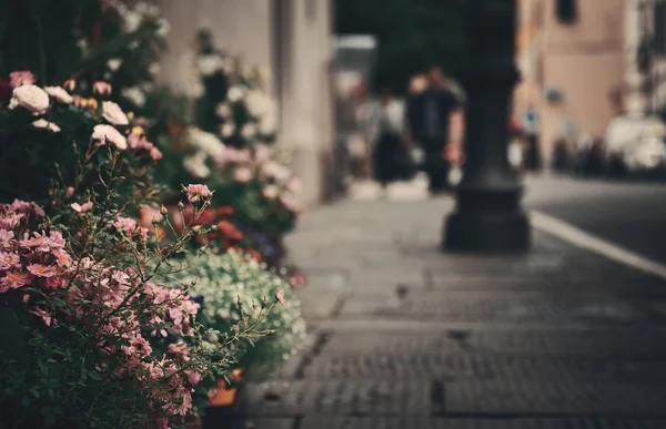 Çiçekli Lucca sokak görünümü