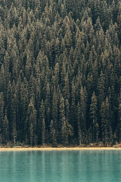 Foresta sul lungomare del lago — Foto Stock