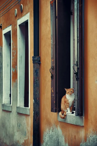 Gato en ventana en Venecia — Foto de Stock