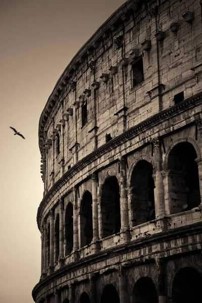 Kolezyum Roma tek renkli