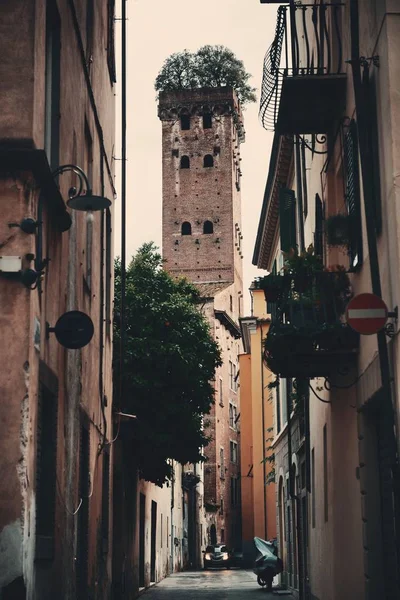 Lucca Torre Alberata — 图库照片