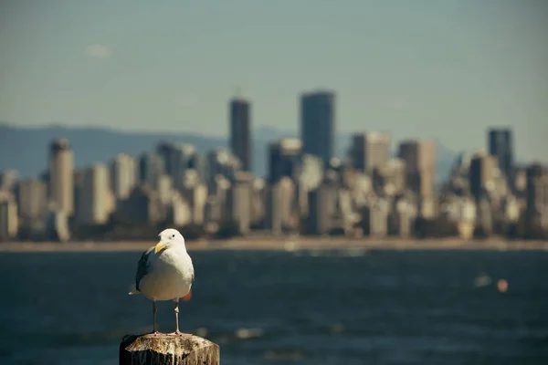 Seagull and Vancouver — Stock Photo, Image