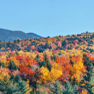 Renkli sonbahar yaprakları 