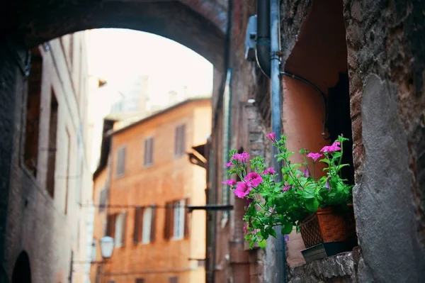 Siena street view — Stock fotografie