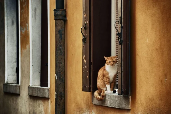 Katt på fönster i Venedig — Stockfoto
