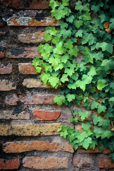 植物とレンガの壁 — ストック写真