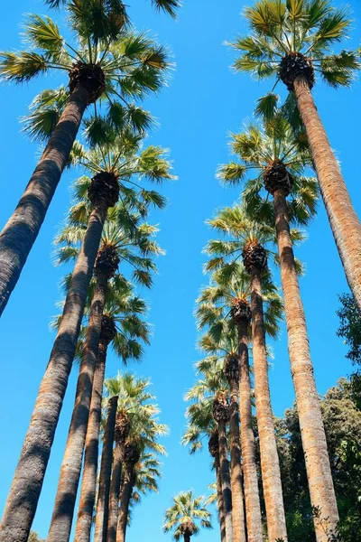 Palmen in nationalen Gärten in Athen — Stockfoto