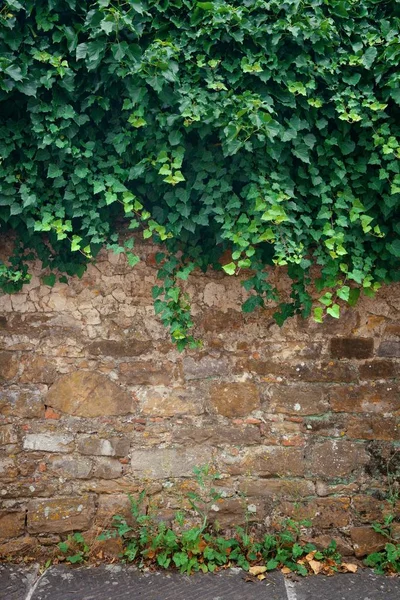 Wall with plant — Stock Photo, Image