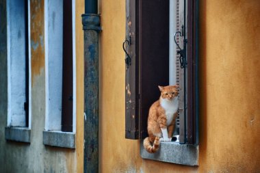İtalya, Venedik 'te penceredeki kedi