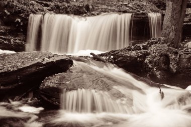 Ormandaki şelaleler siyah beyaz.