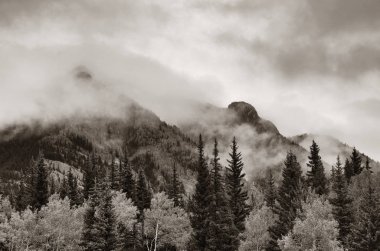 Banff Ulusal Parkı Kanada 'da sisli dağlar ve orman.