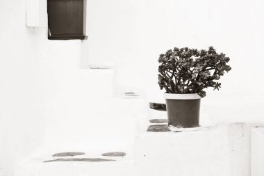 Yunanistan 'ın Mykonos Adası caddesinde saksı. 