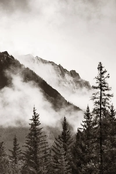 Banff Ulusal Parkı Kanada Sisli Dağlar Orman — Stok fotoğraf