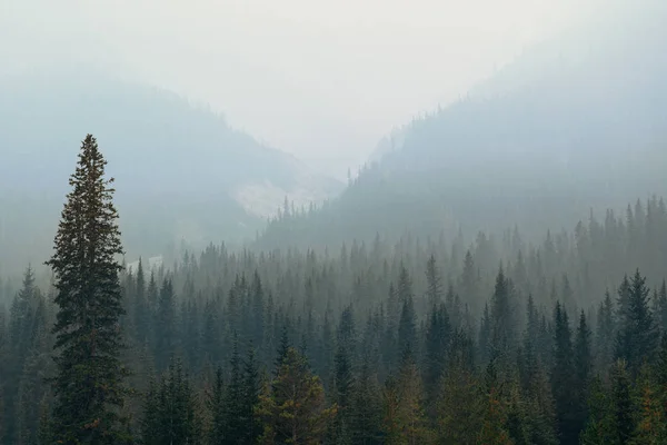 Floresta Montanha Nebulosa Parque Nacional Banff — Fotografia de Stock