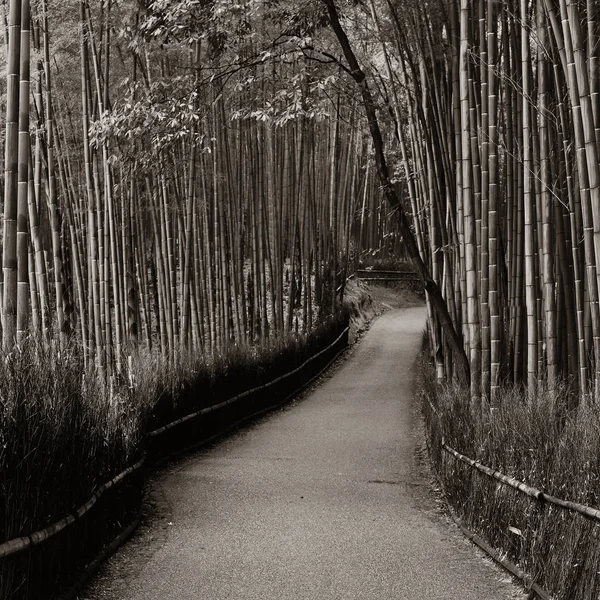 Bambugrove Arashiyama Kyoto Japan — Stockfoto