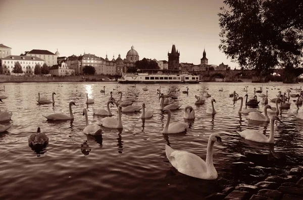 Cisnes Vista Praga Con Edificios Históricos República Checa —  Fotos de Stock