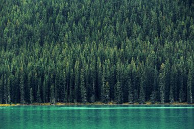 Ulusal Park, Kanada 'da orman ve göl.