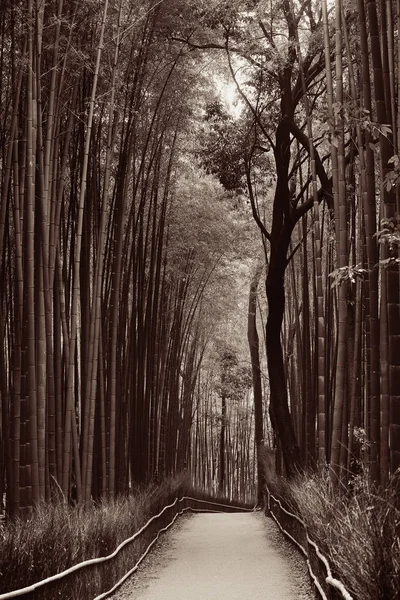 Bambugrove Arashiyama Kyoto Japan — Stockfoto