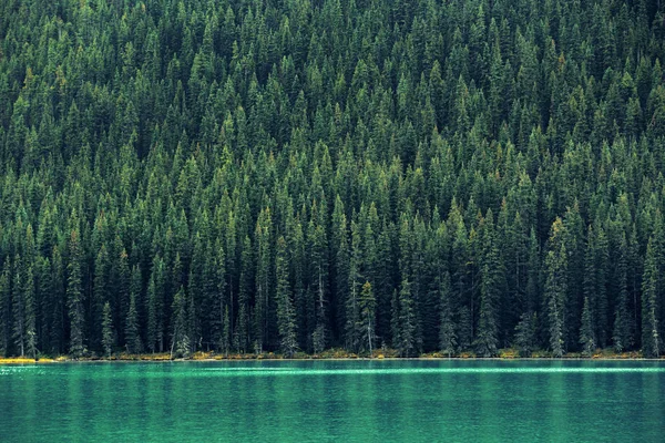 Bosque Lago Parque Nacional Canadá — Foto de Stock