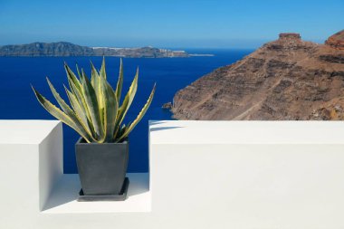 Eğlence hayat ayarlarla bitkiler Santorini, Yunanistan.