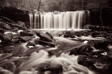 Ormandaki şelaleler siyah beyaz.