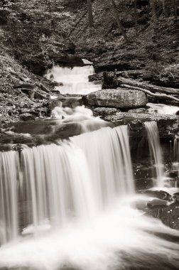 Ormandaki şelaleler siyah beyaz.