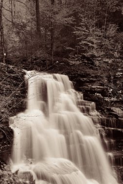 Ormandaki şelaleler siyah beyaz.