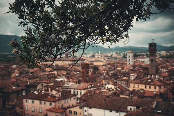 Guinigi Tower Och Lucca Takutsikt Med Historiska Byggnader Italien — Stockfoto